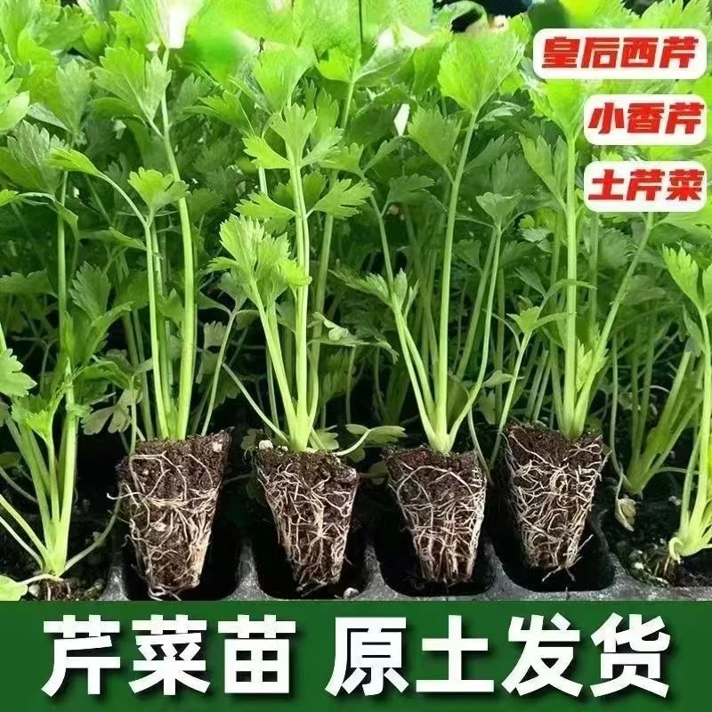 皇后芹菜苗西芹香芹根芹秧苗高产四季秋冬盆栽阳台庭院蔬菜苗带土