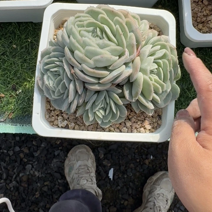 西娜多肉植物绿植