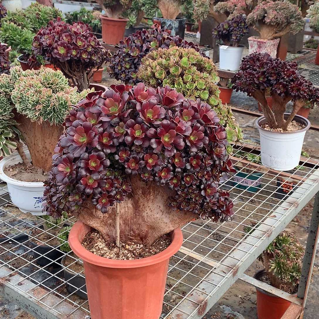 欧紫朵朵缀化正版