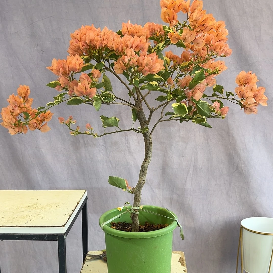 大量花朵（建议范围：8朵-15朵 或40%以上）马斯