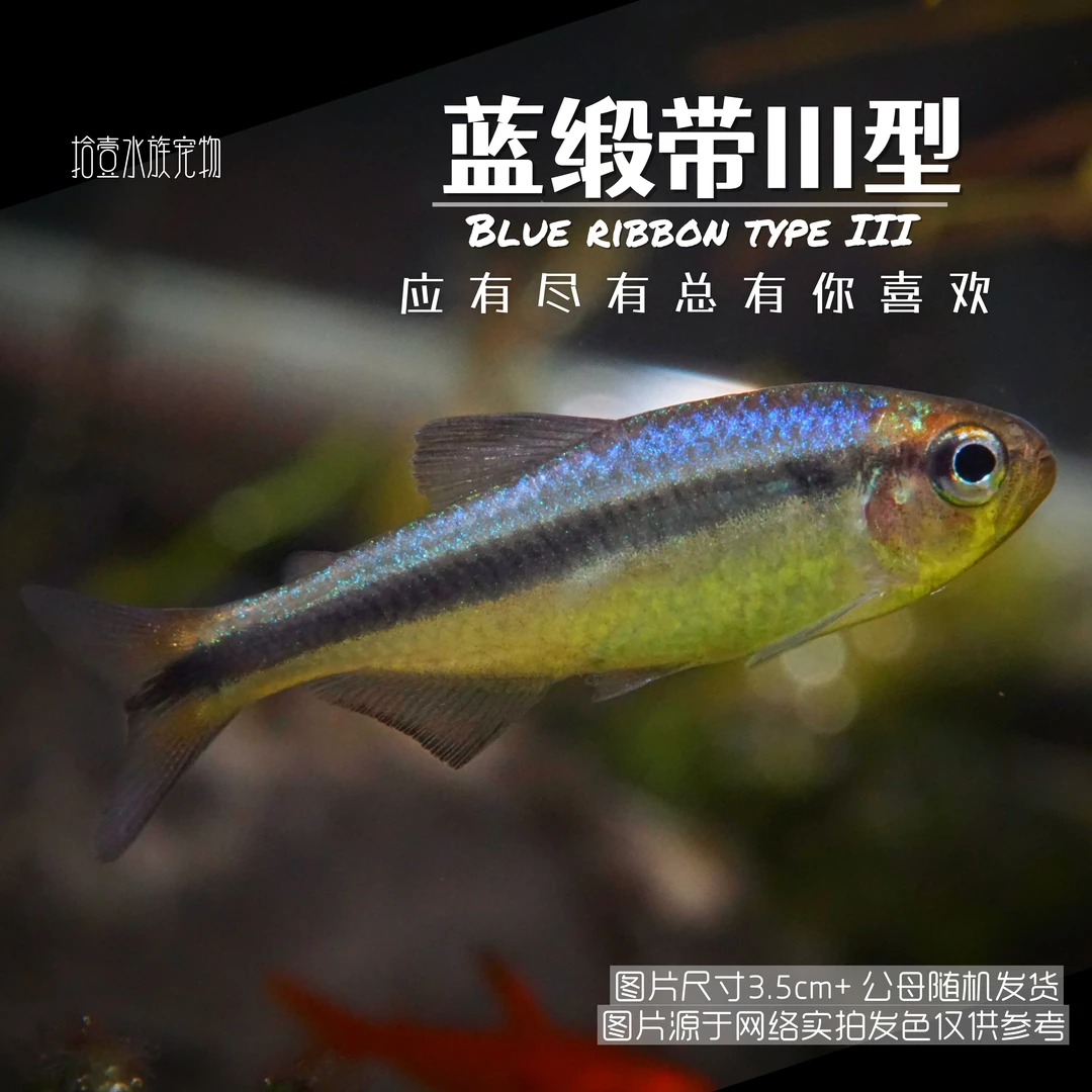 蓝缎带小鱼3型热带小型观赏鱼高端鱼皇室青魔鬼群游淡水活体南美