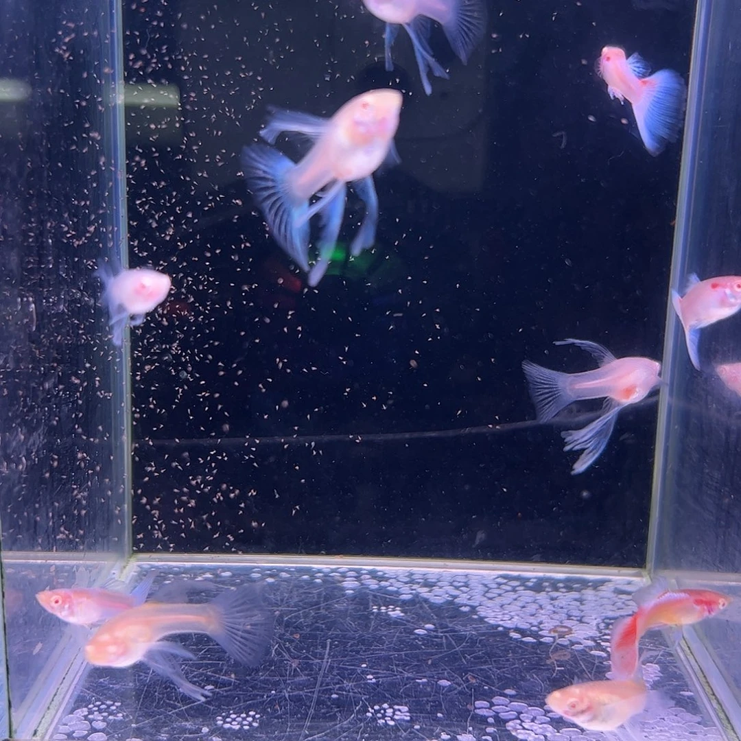 孔雀鱼蓝白C10条公鱼有点跑色