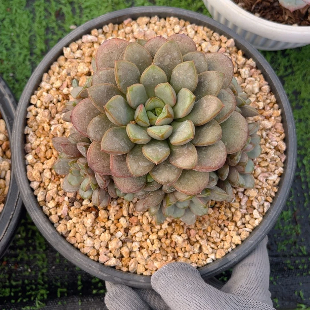 葡萄888888888888888