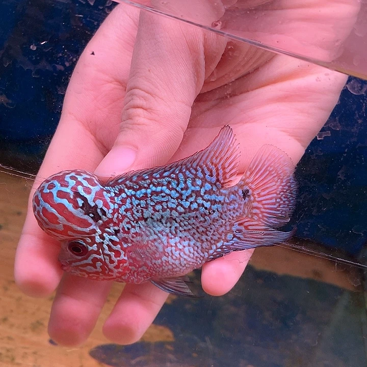 佛***罗汉鱼珍珠8888888888