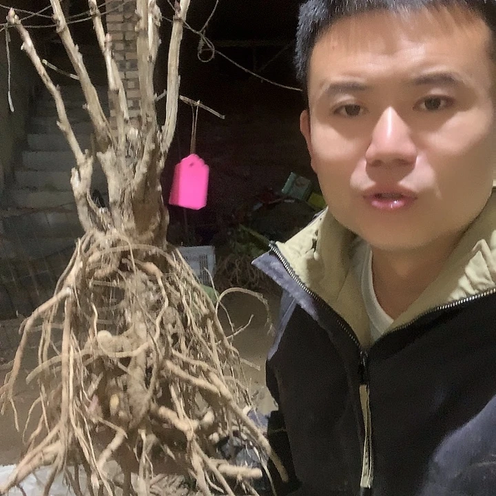 多***感当前无花栽培后可以开花