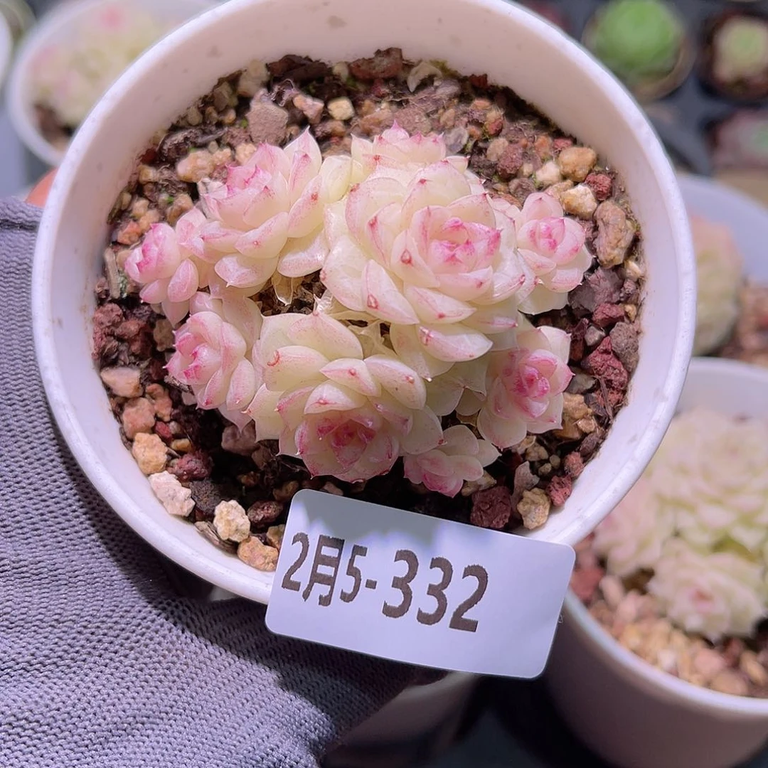 花05-332白天鹅群