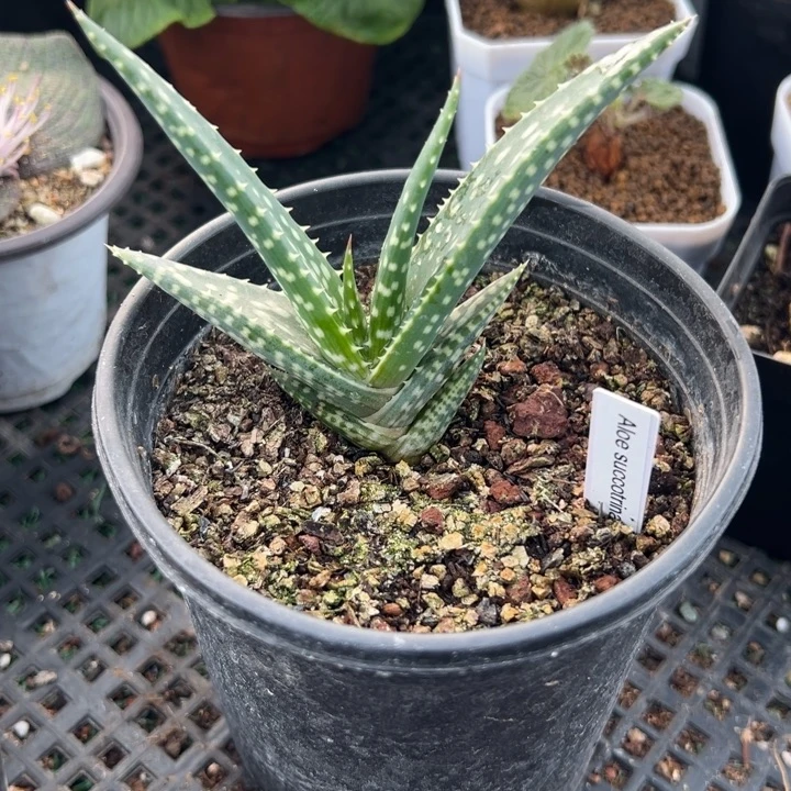 进口芦荟，一物一拍