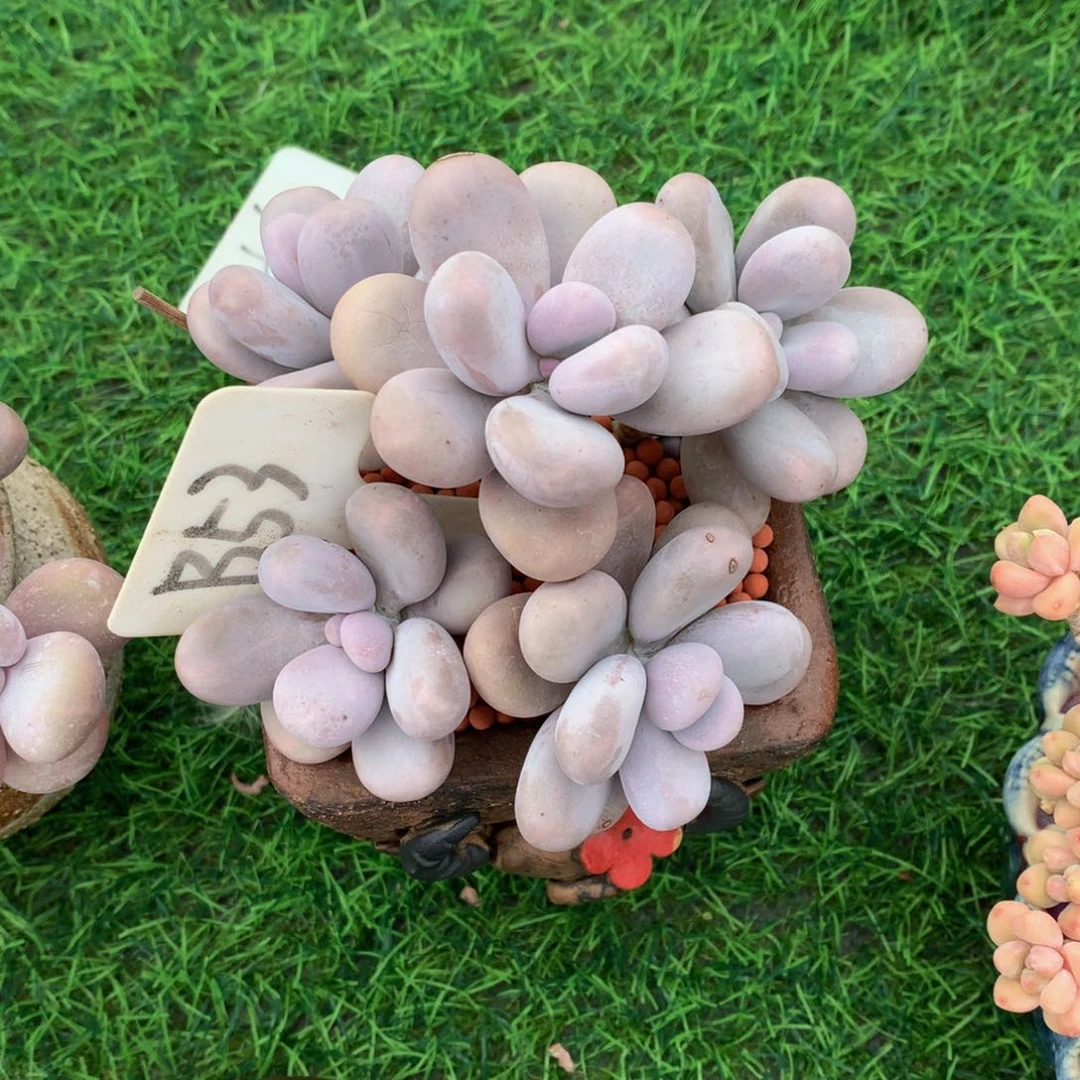 霸***香多肉植物72727373737