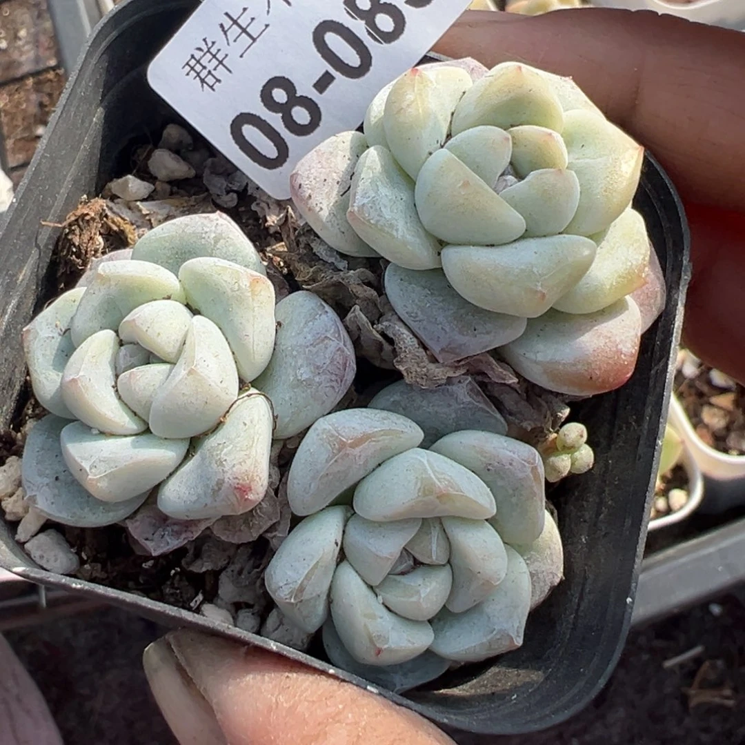 小卡拉米糖心一物一拍8-85