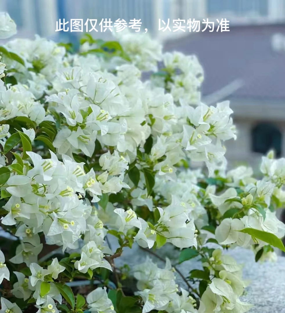 【白雪公主】伊娃系列 三角梅花卉勤花四季开花基地直发