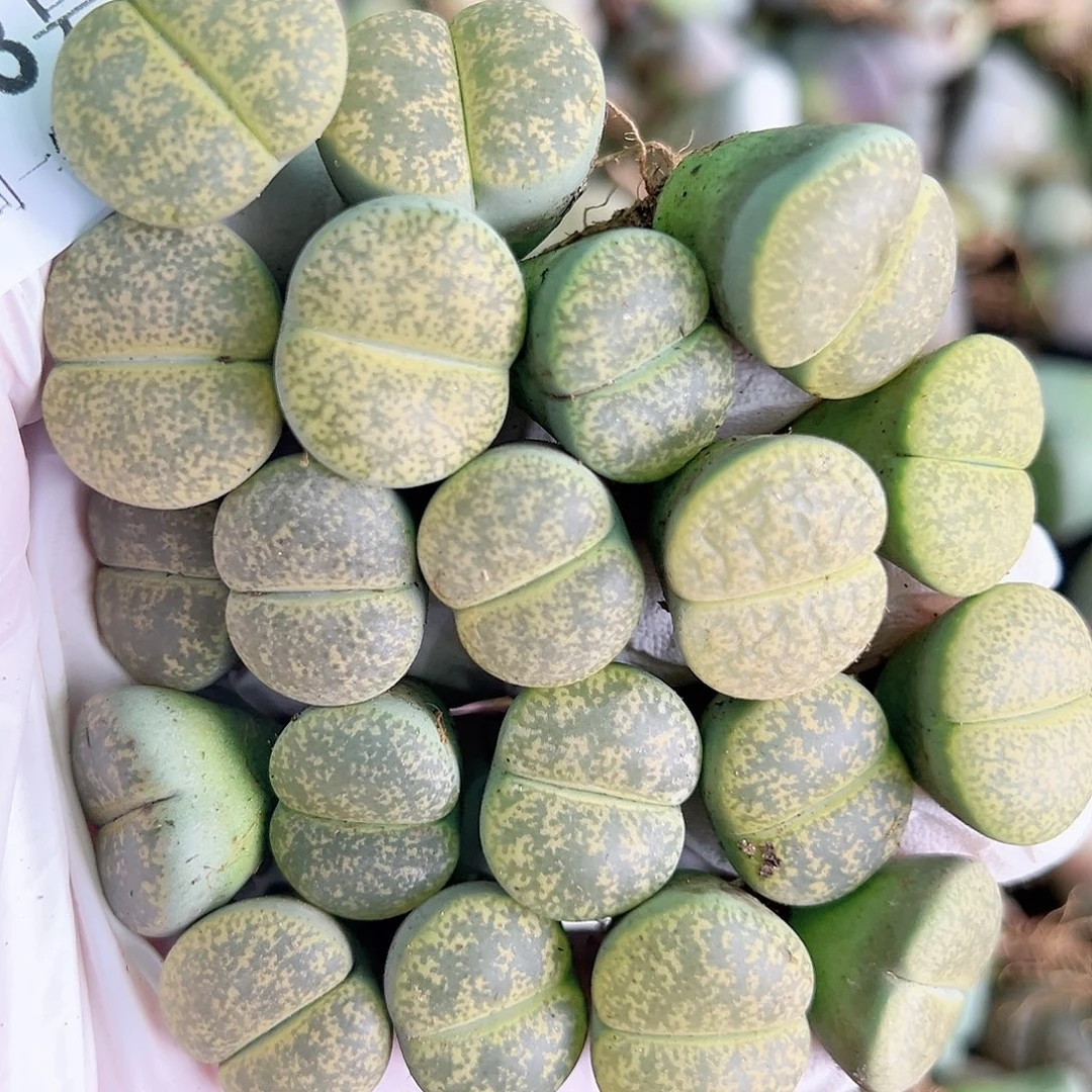 8063 好养易活生石花大母本20个