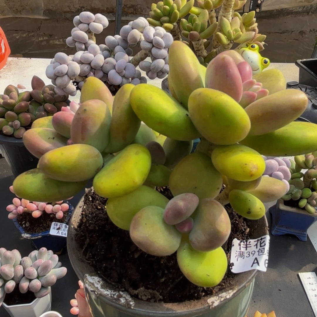 645/10cm芒果奶多肉植物