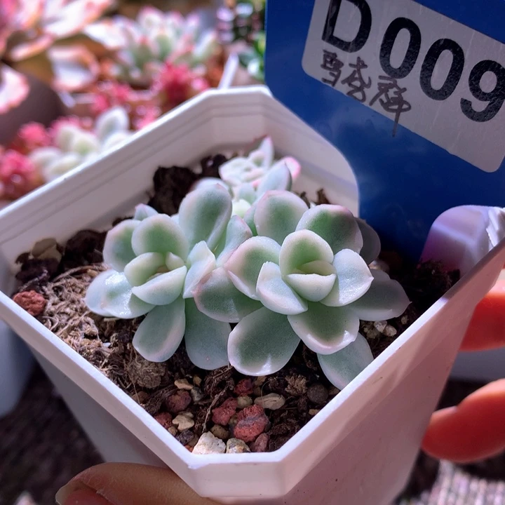 雪鸢群生有根有根