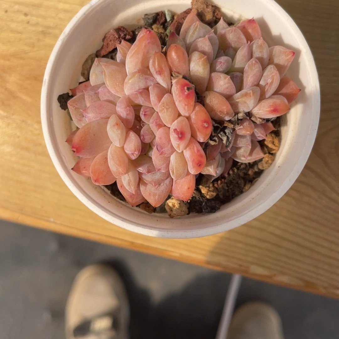 福利冰魄缀化多肉一个