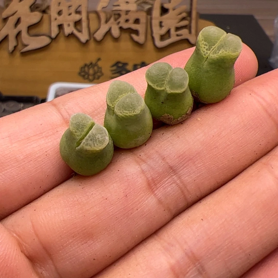 【闪购商品】0000000025奶瓶