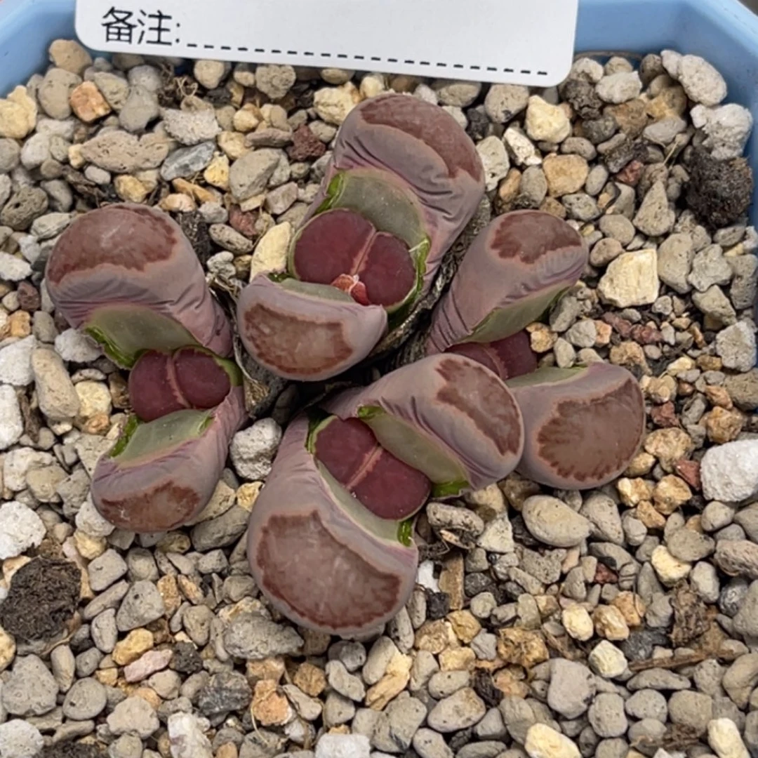 6140群生4头紫饼干1