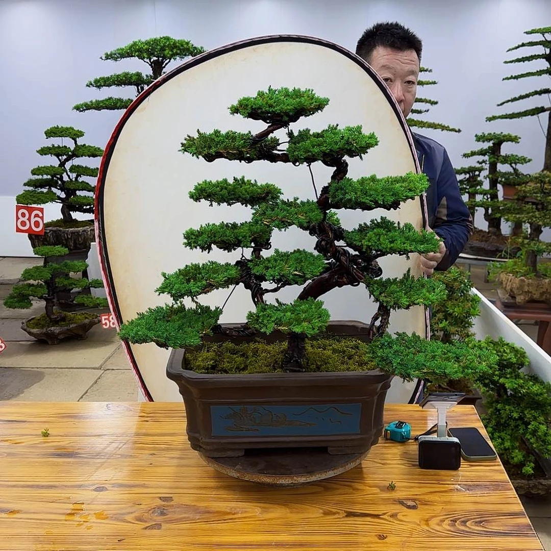 无花朵盆景直播间一物一拍