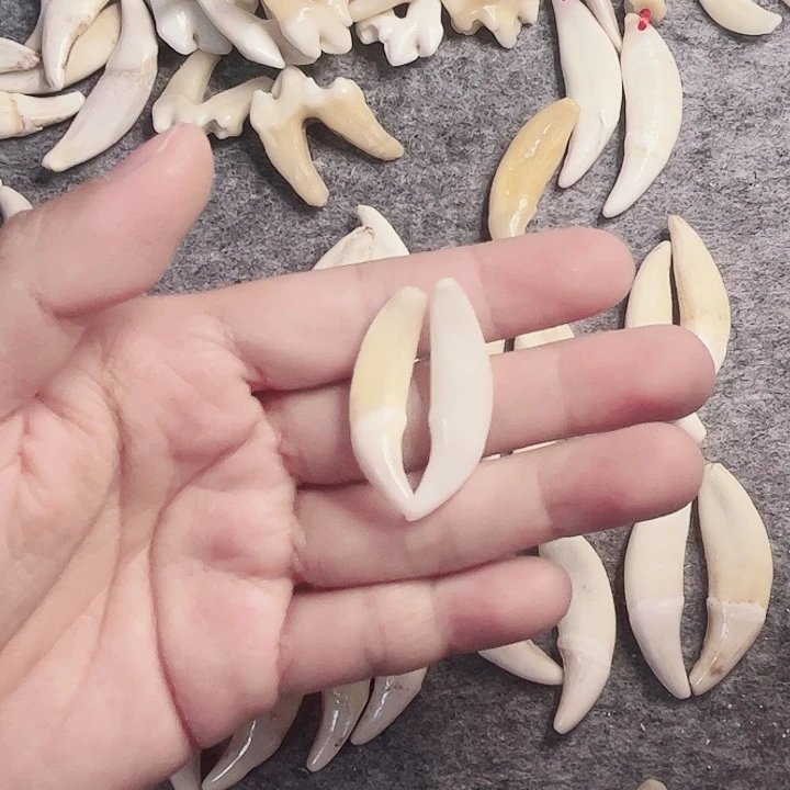 非金属无原生黑牙一对