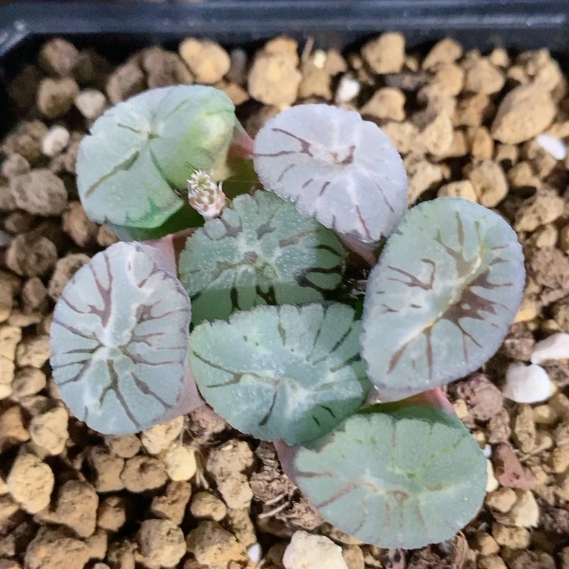 【闪购商品】?***?巨大变异Z1 205