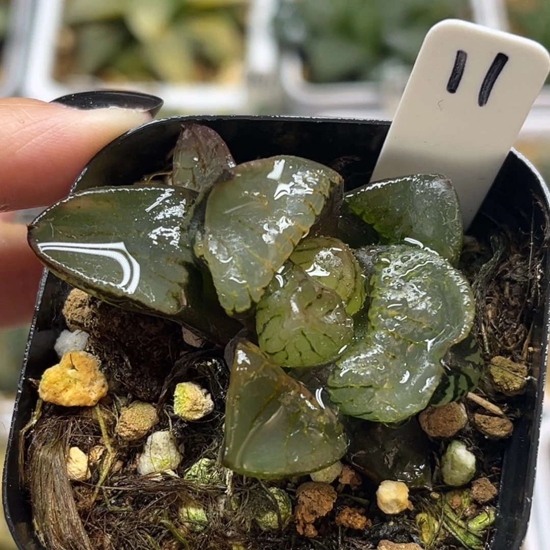 11裹克福利专场多肉