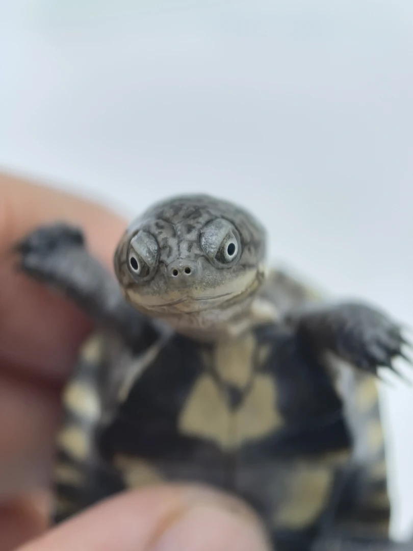 西非龟宠物乌龟活体龟苗活体深水沼泽笑脸可爱网红乌龟宠物龟