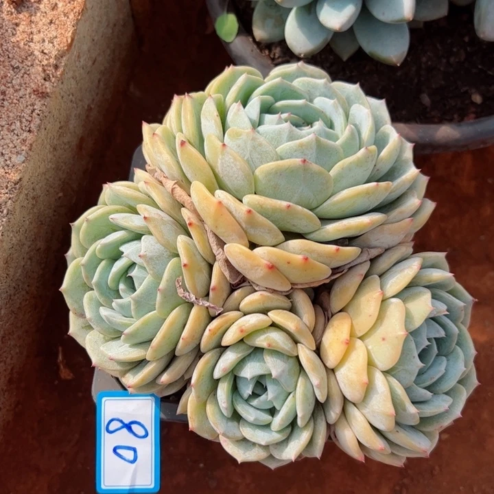 90劳林平平安安健健康康