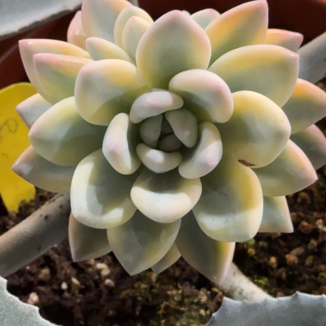 香水锦 安吉园艺锦