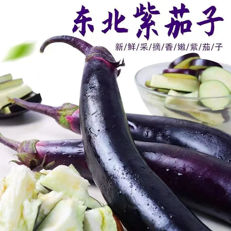 东北大地大紫茄子紫把绿瓤紫茄子甜茄子现摘现发
