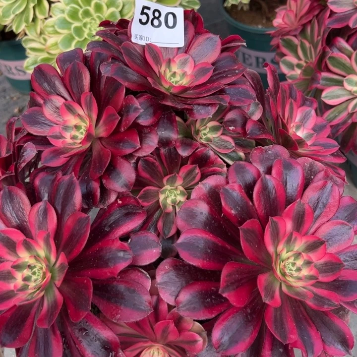 580美杜莎朵朵30厘米左右