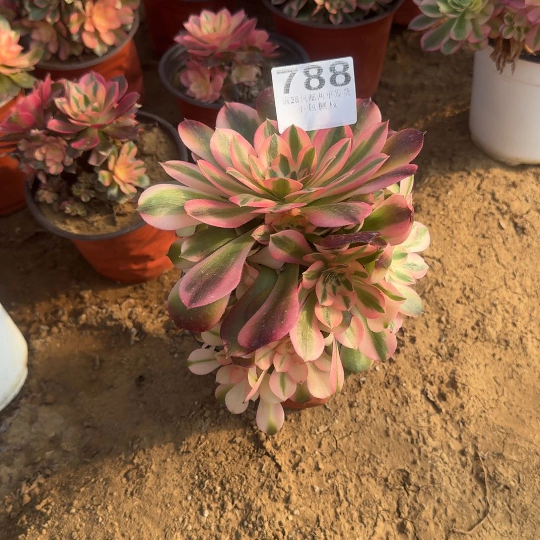 Z**?788号香飞母本不包损