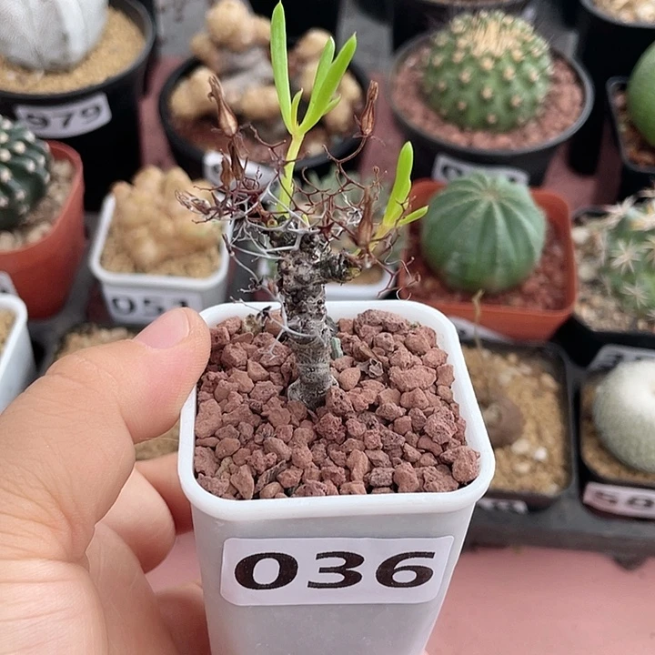 036产地奇峰锦黑曼巴