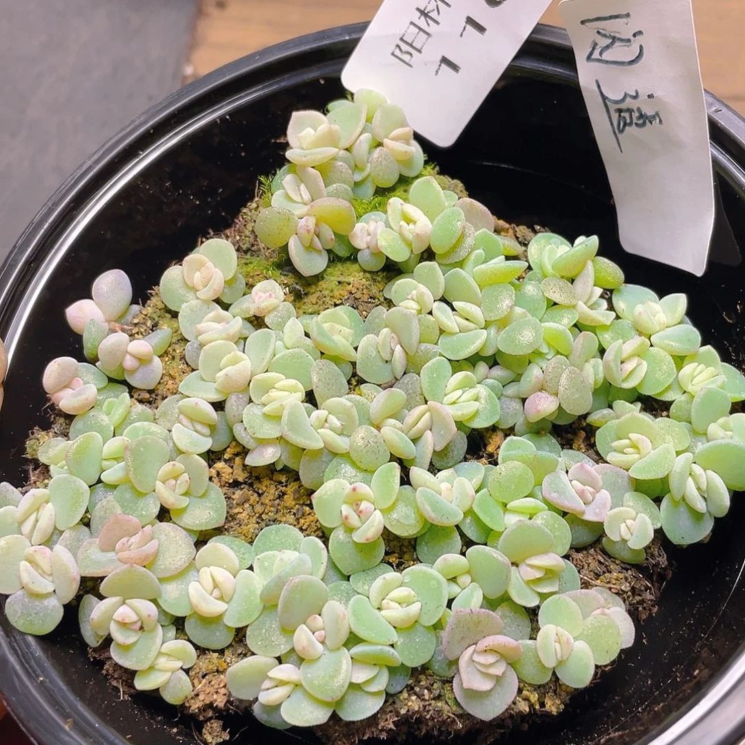 达****多少植物多肉植物1107