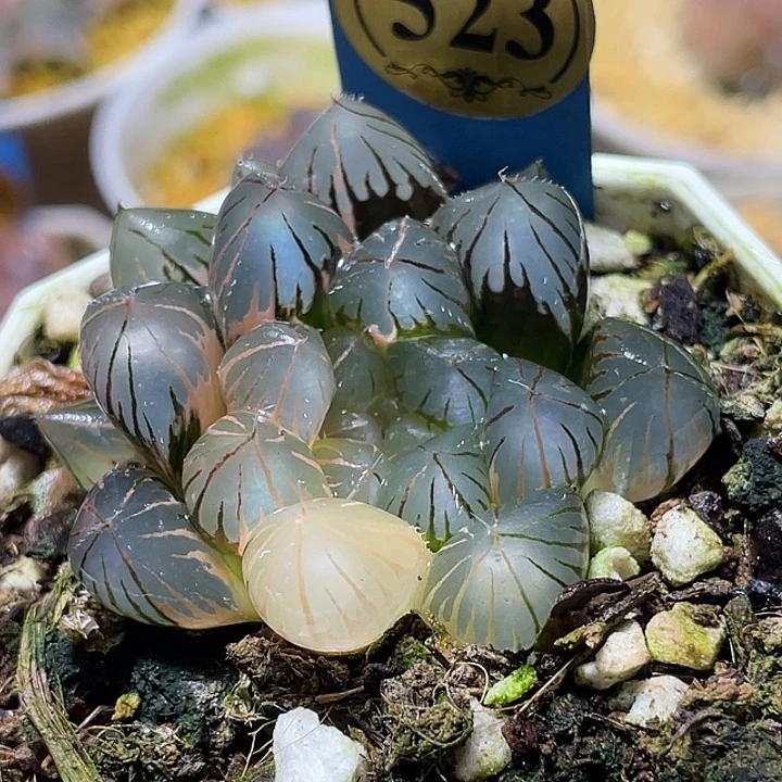 523霓虹灯您特选福利