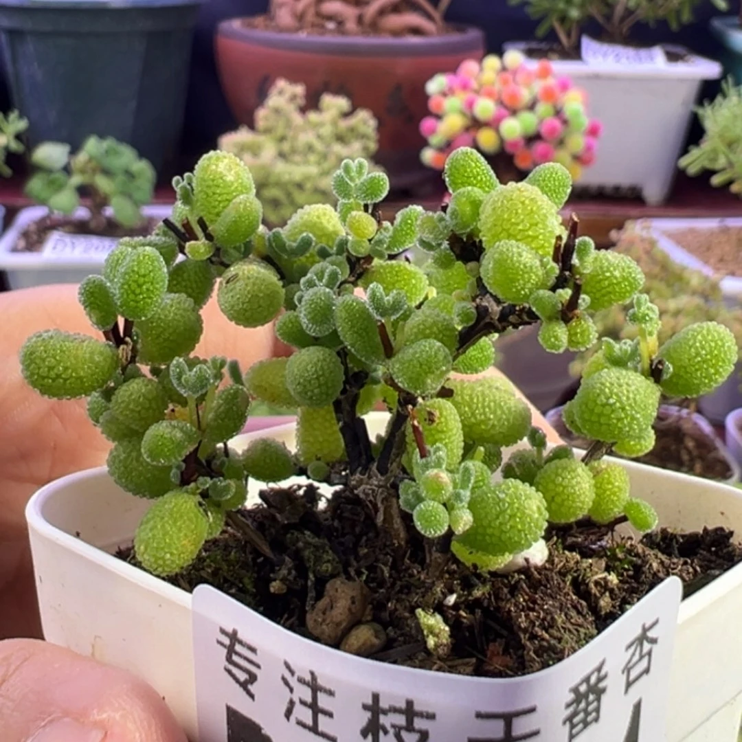 2231翡翠一物一拍福利