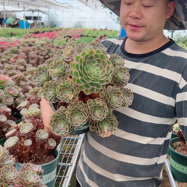 大颗粉花妖多肉法师