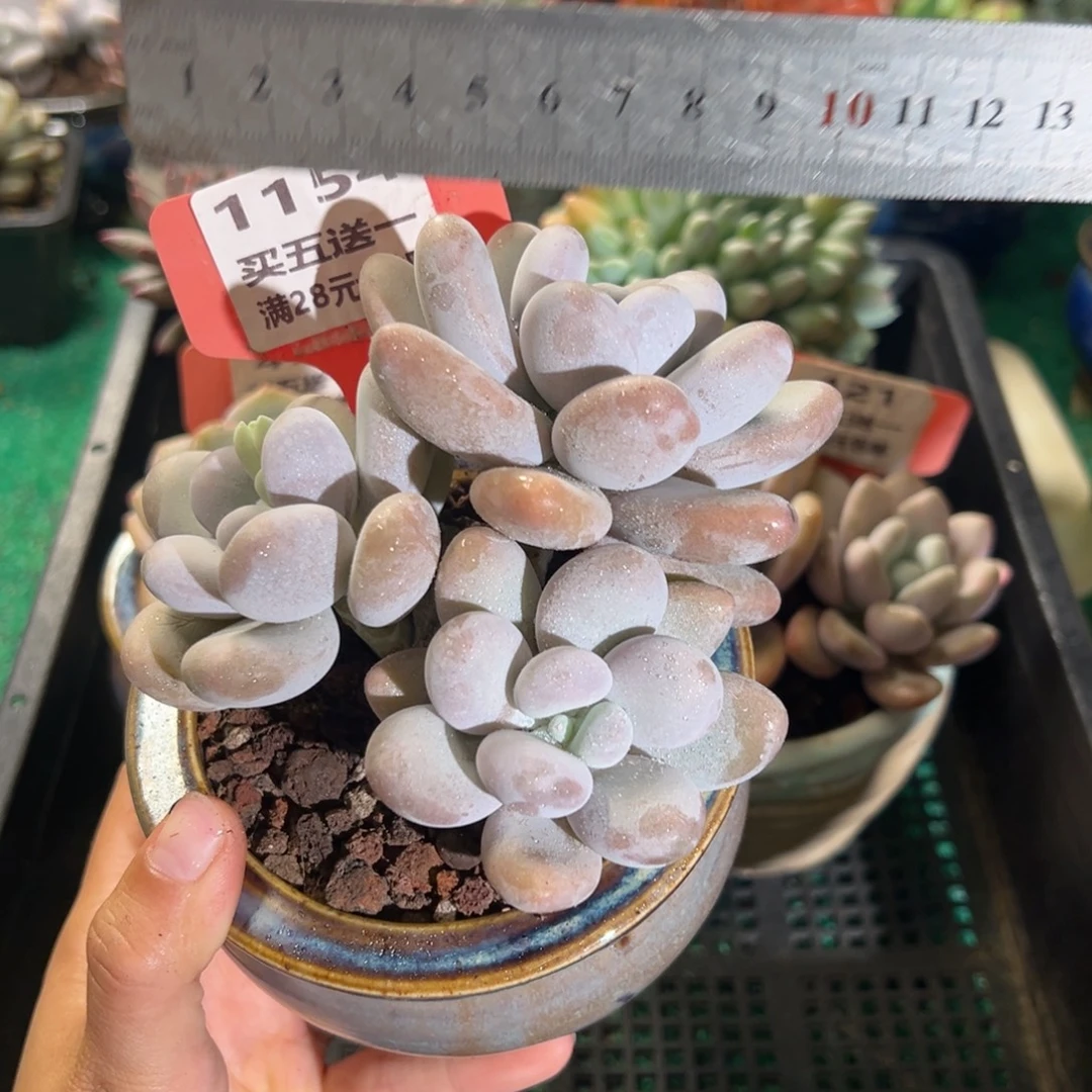 表妹精品多肉植物1154.