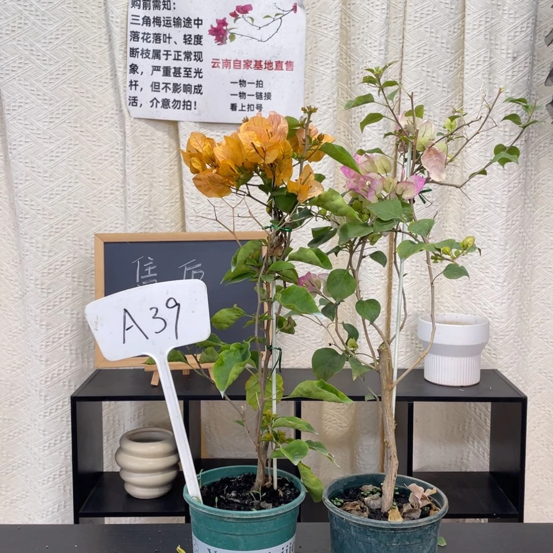 全部花朵金探戈+绿樱A39