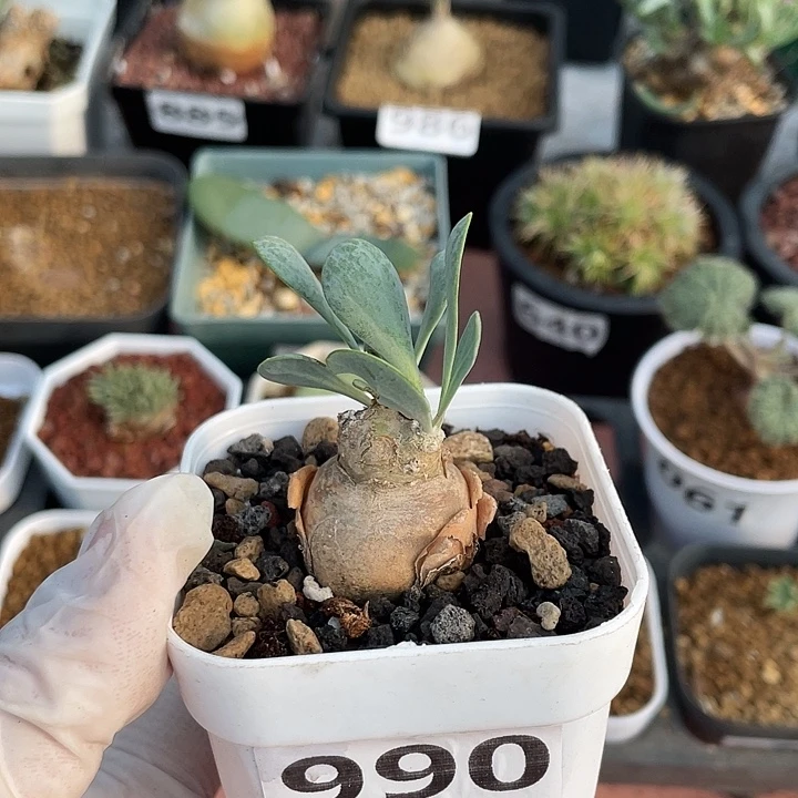 990产地开普敦厚墩菊