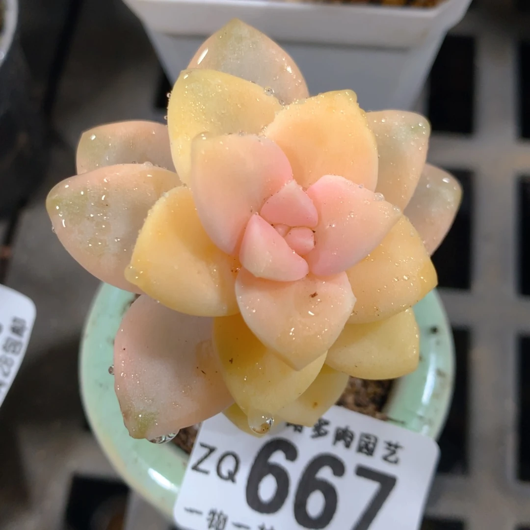 5CM拇指盆精控多肉ZQ667