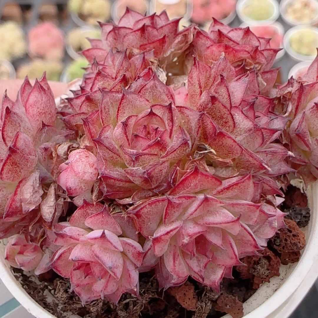 花语多肉1221-209黑红魔仙开播福利