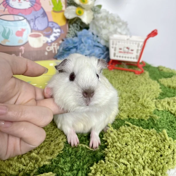 白加州豚鼠妹妹 乱背 鼻头包发色 顺丰包邮