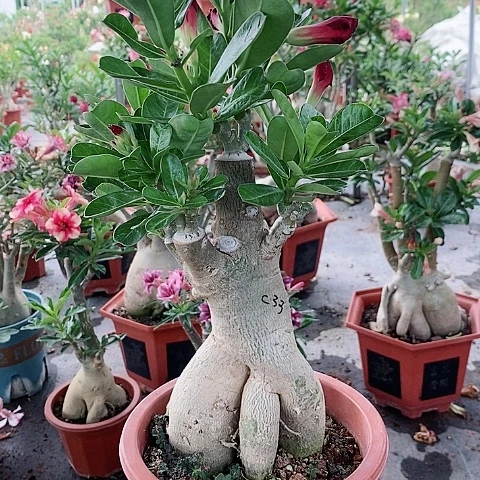 【闪购商品】无花朵阿***行