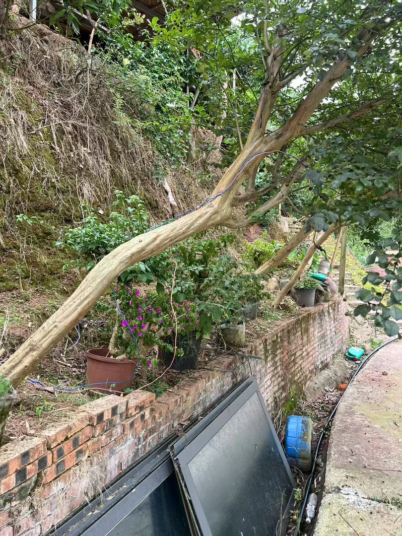 紫薇树 直播间看货满意下单