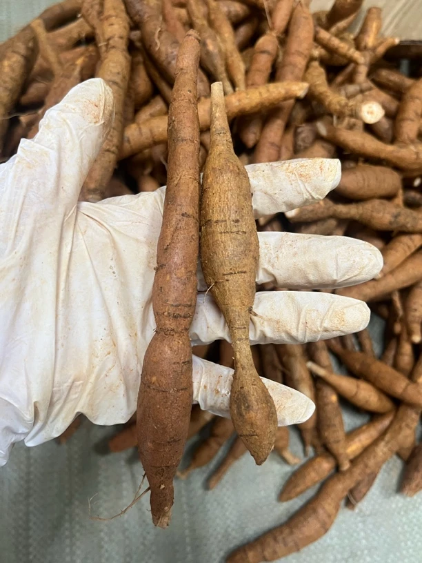 高山自然生长现挖新鲜牛大力小小牛 煲汤泡酒