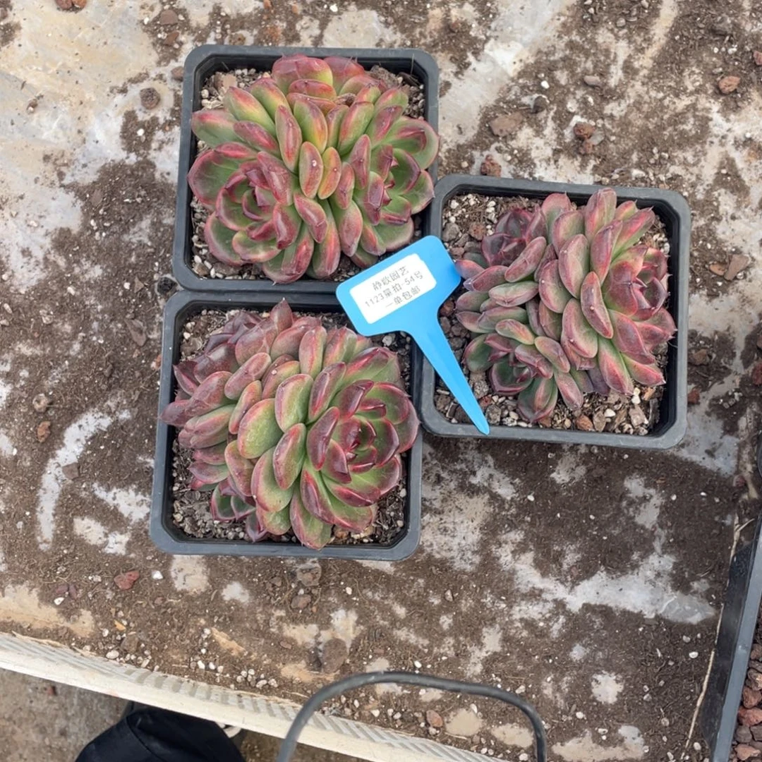 1123-54-玄夜精灵群生一颗