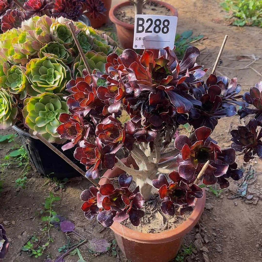 路**间晚霞一物一拍288