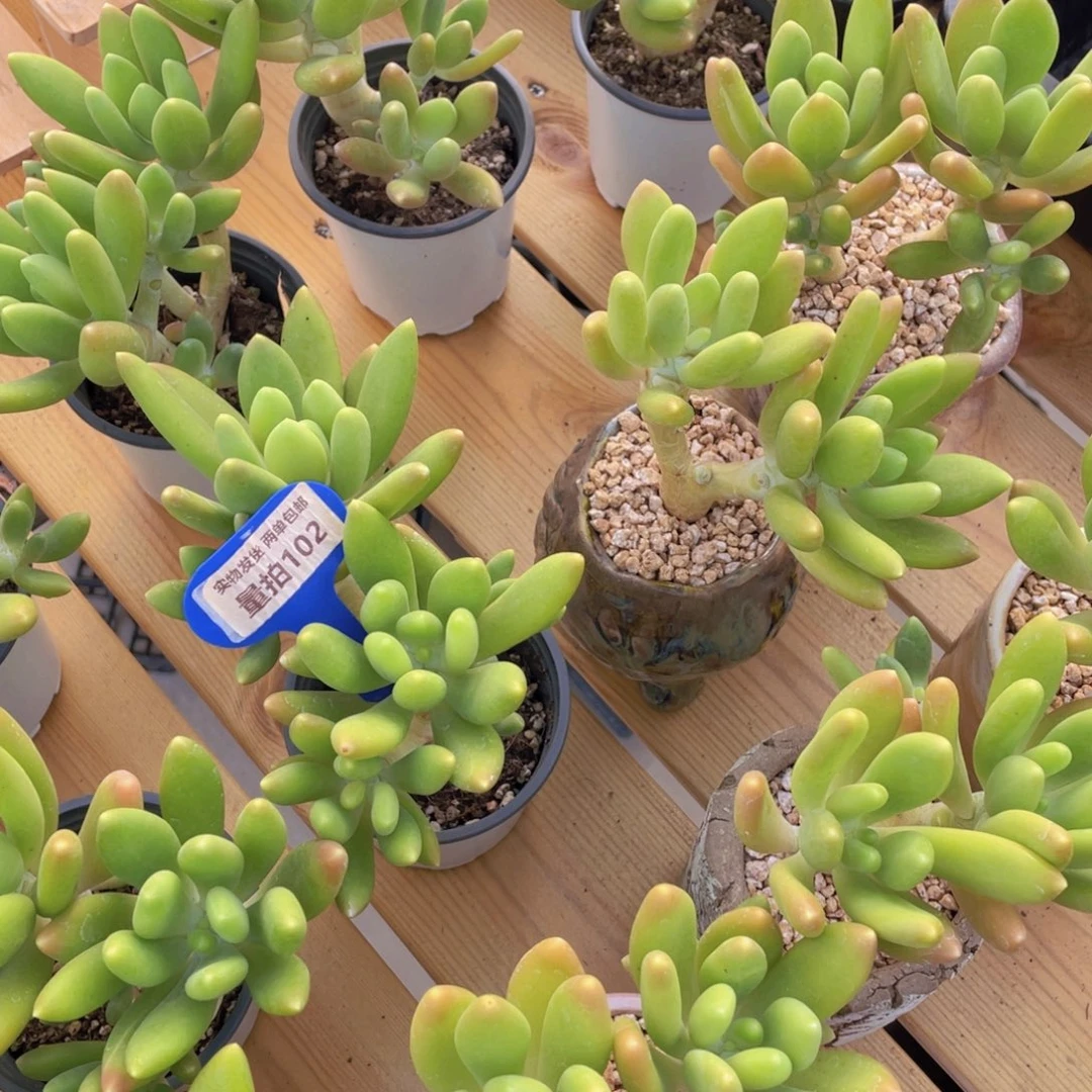 量拍102号 金蝉双头起高腿一个