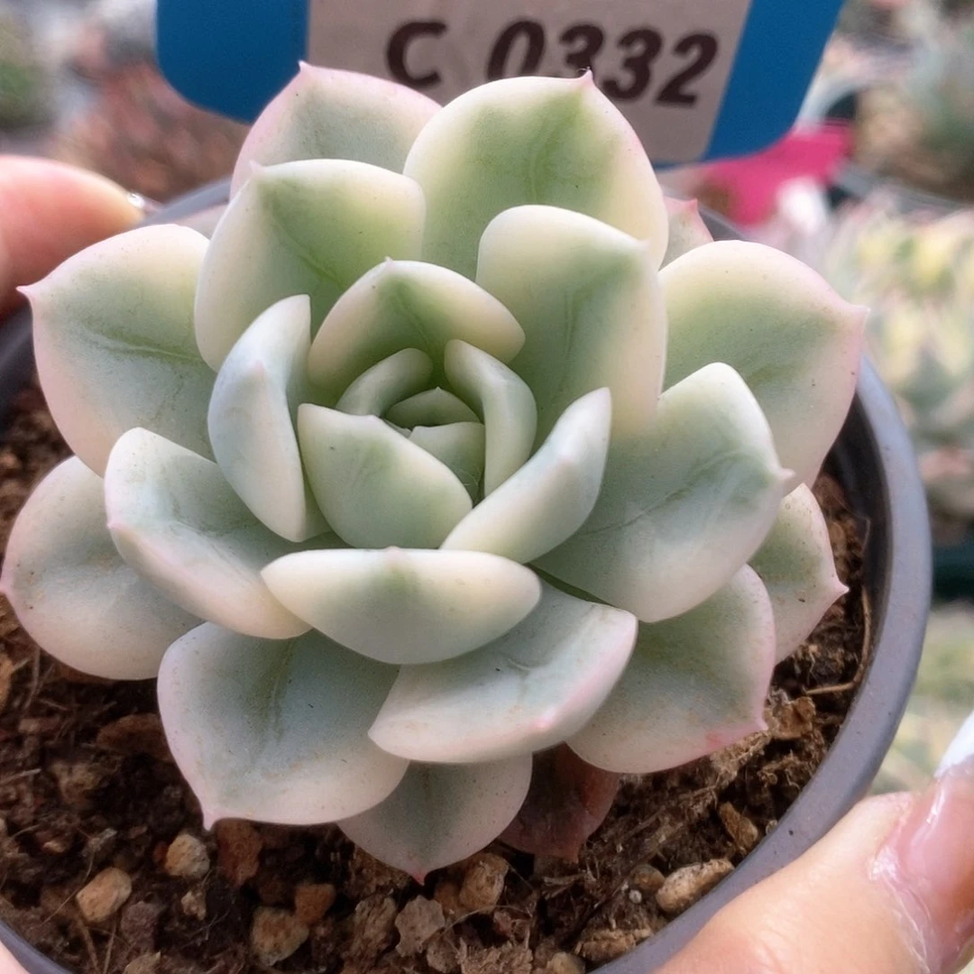 332月亮仙子锦锦锦锦锦锦锦