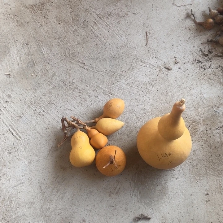 小***纸小胖纸小胖纸葫芦葫芦