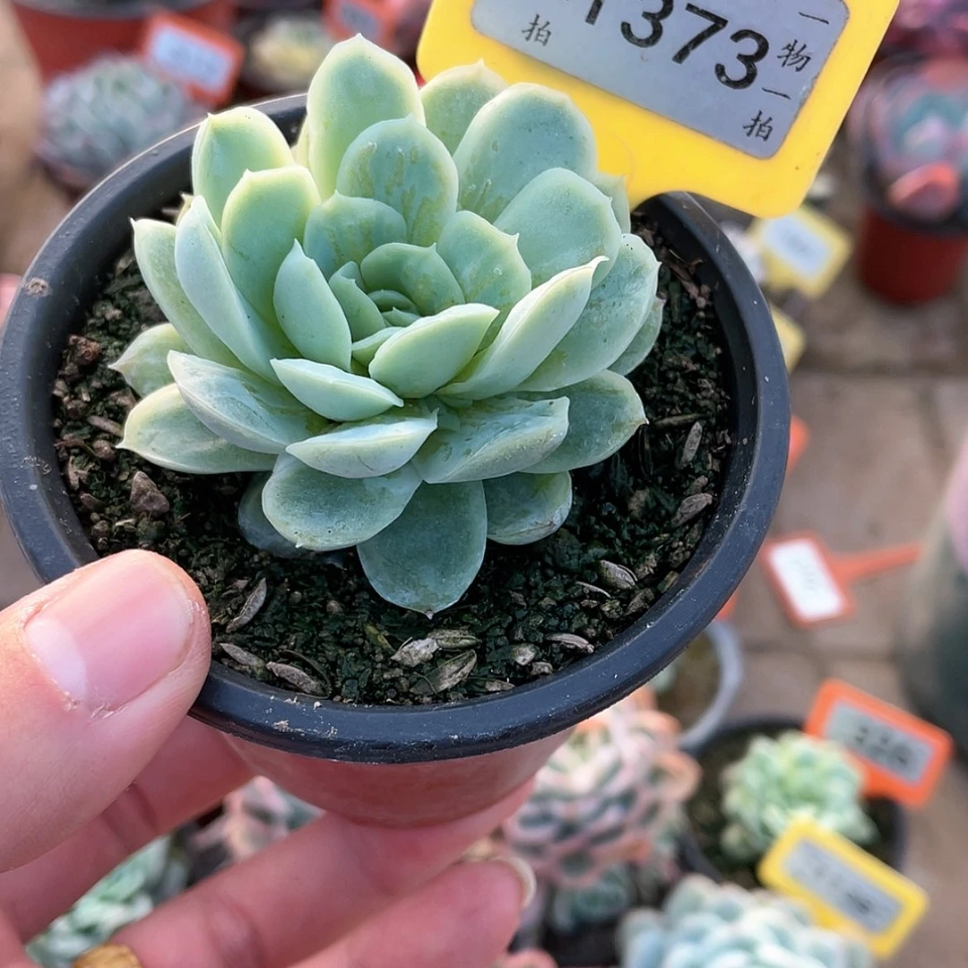 【闪购商品】1373号